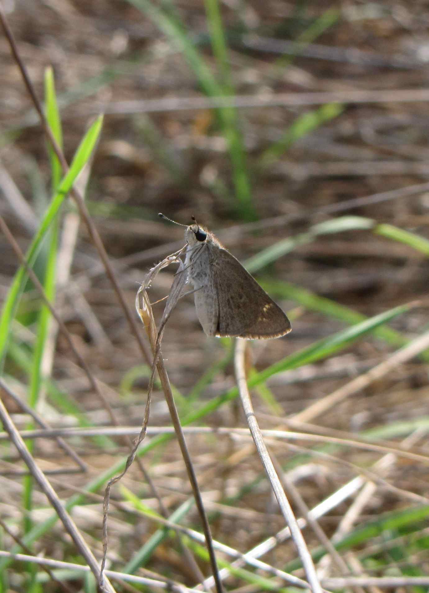 farfalla complicata